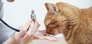 Enfermedades principales de los gatos