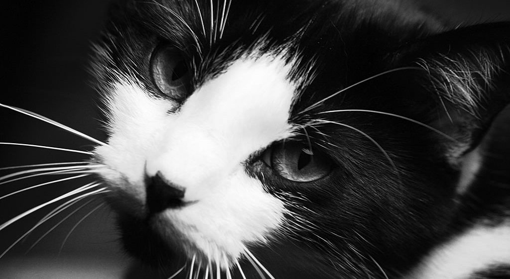 Los 6 sentidos de los gatos