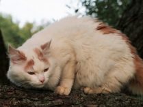 Angora turco en el exterior