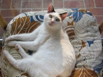 Bobtail japonés blanco
