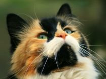 Cabeza de un gato Manx tricolor