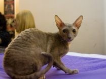 Cornish Rex