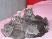 Familia de gatos korat