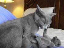 Gata y gatito de azul ruso