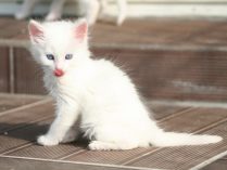 Gatito angora turco