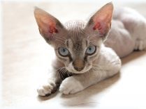 Gatito Cornish Rex gris