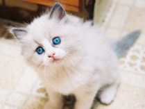 Gatito ragdoll