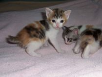 Gatitos bobtail japonés tricolores