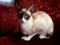 Gato doméstico Cornish Rex