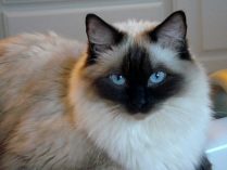 Gato doméstico ragdoll