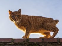 Gato Manx atigrado