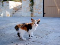 Gato Manx tricolor