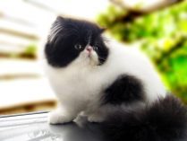 Gato persa blanco y negro