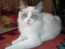 Gato ragdoll de pelo blanco