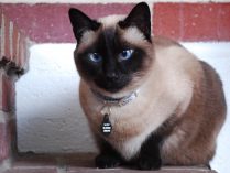 Ojos azules del gato siamés
