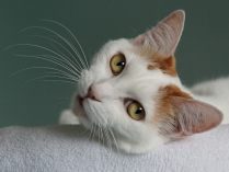 Ojos del bobtail japonés