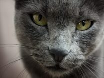 Ojos del gato azul ruso