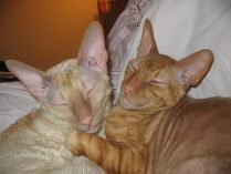 Pareja de gatos Cornish Rex