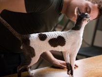 Perfil del Cornish Rex