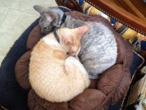 Raza de gatos Cornish Rex